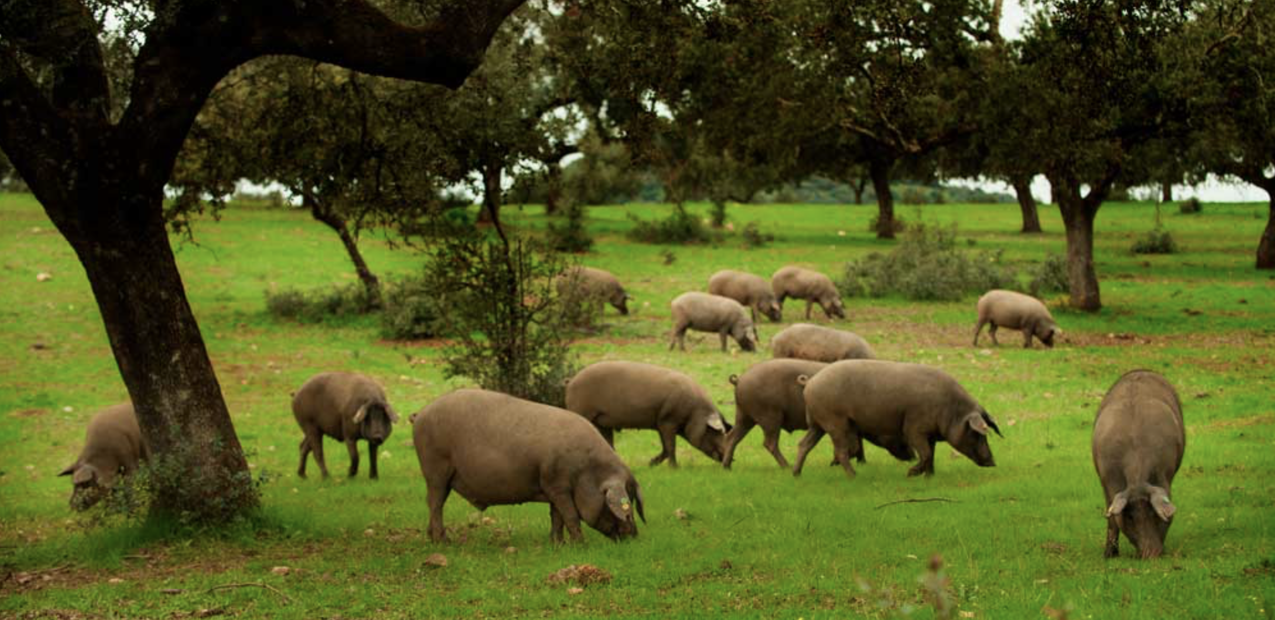 GESTIÓN DE RESIDUOS AGROPECUARIOS